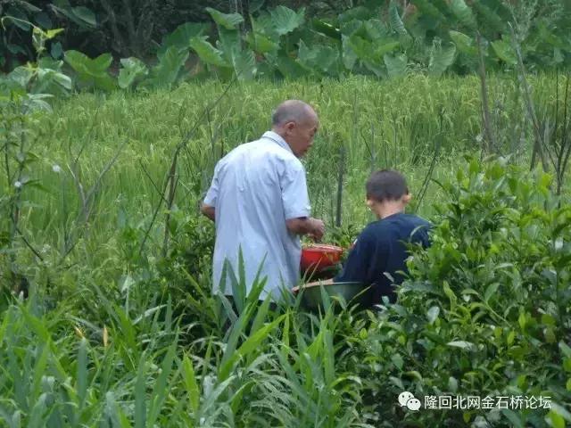 那些你不知道的隆回茶文化，曾经也有驰名中外的名茶