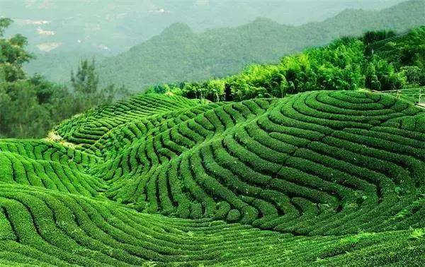 那些你不知道的隆回茶文化，曾经也有驰名中外的名茶