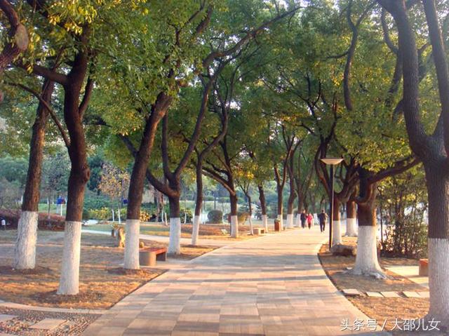 古城邵阳的香樟树