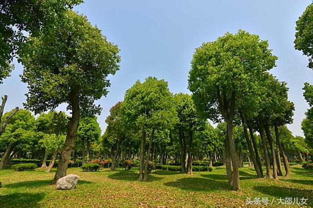 古城邵阳的香樟树