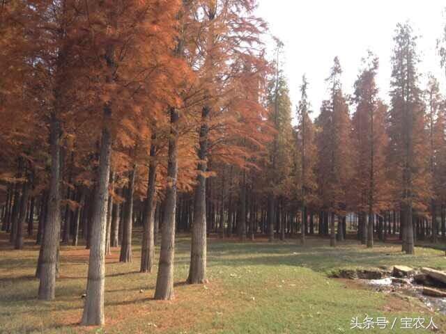 火红水杉林，像画一样美不胜收！