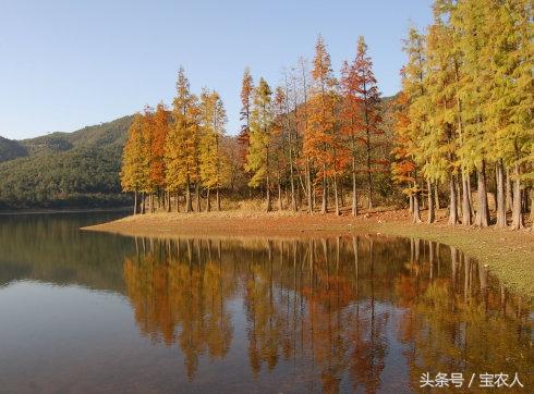 火红水杉林，像画一样美不胜收！