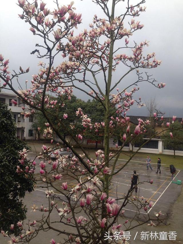 路过春天，遇见美好
