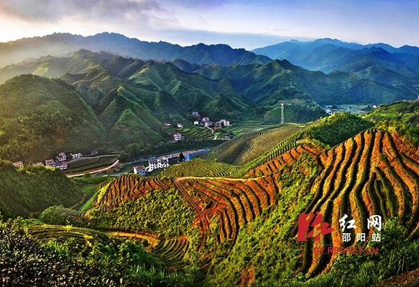 洞口古楼茶园