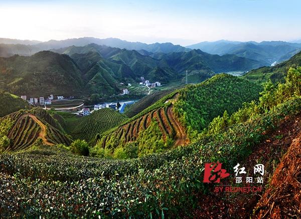 洞口古楼茶园
