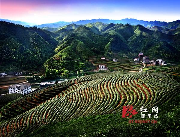 洞口古楼茶园