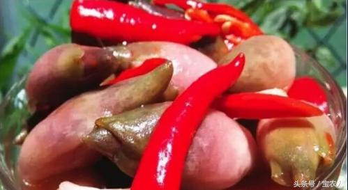 阳荷——这种食物你吃过吗？