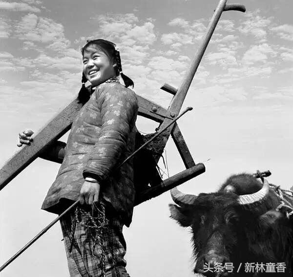 湖南新宁黄狗犁得三犁田，三担白布不要钱