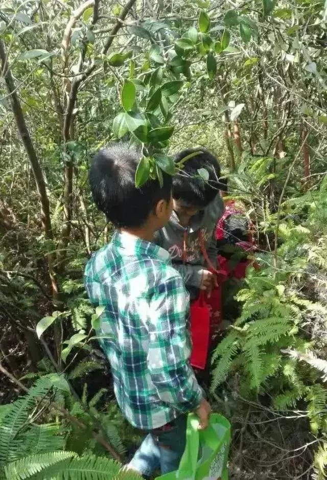 邵阳农村的油茶籽，香飘全国备受青睐