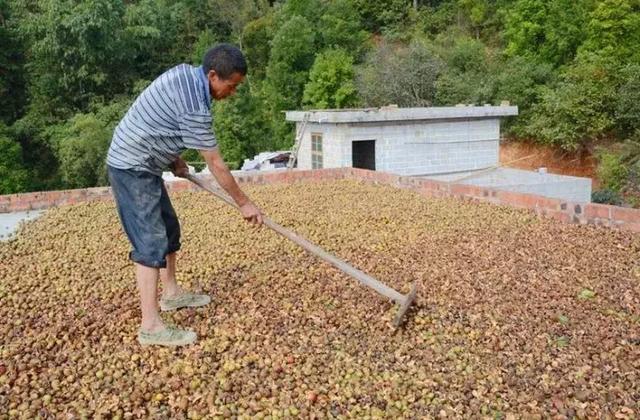 邵阳农村的油茶籽，香飘全国备受青睐