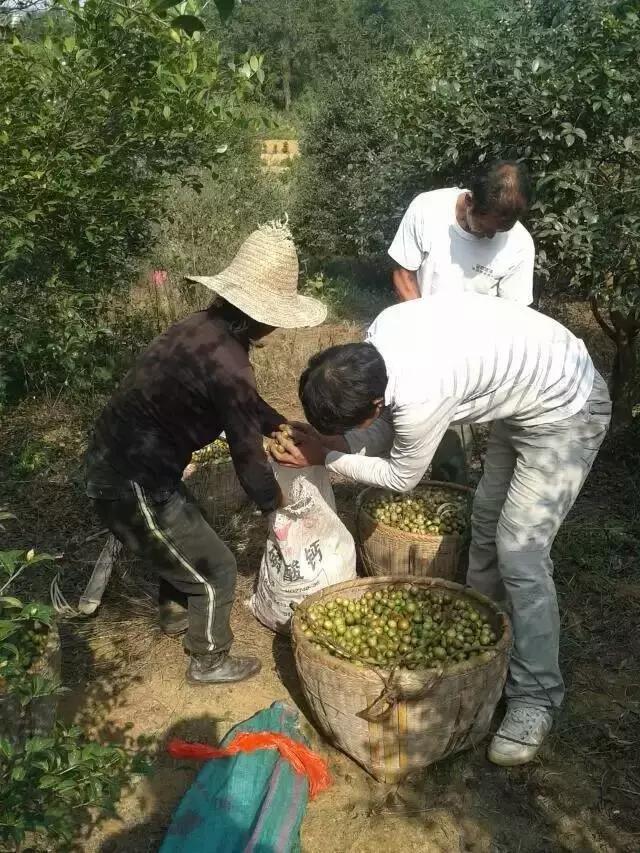 邵阳农村的油茶籽，香飘全国备受青睐
