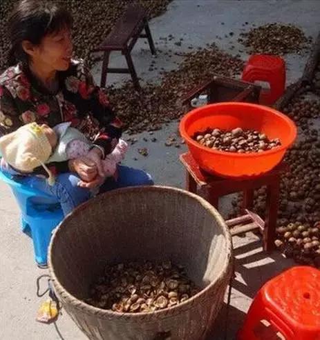 邵阳农村的油茶籽，香飘全国备受青睐