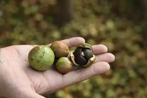 邵阳农村的油茶籽，香飘全国备受青睐