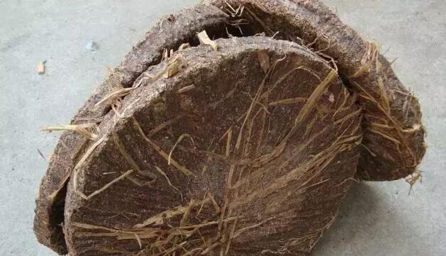 邵阳农村的油茶籽，香飘全国备受青睐