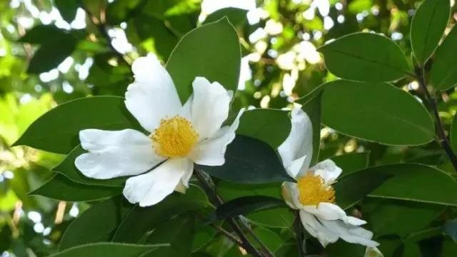 邵阳农村的油茶籽，香飘全国备受青睐