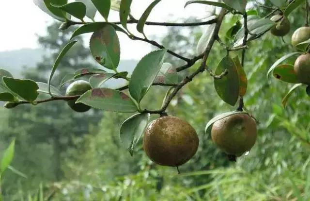 邵阳农村的油茶籽，香飘全国备受青睐
