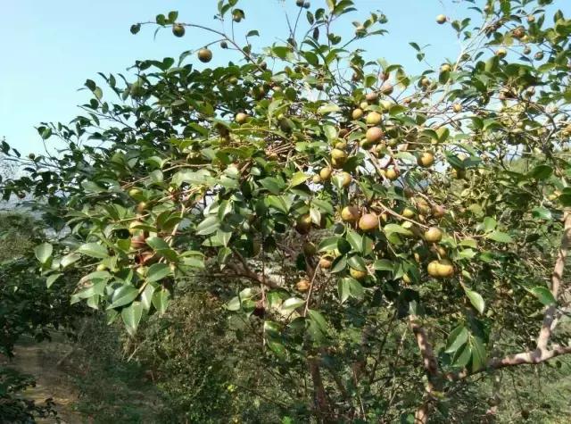 邵阳农村的油茶籽，香飘全国备受青睐