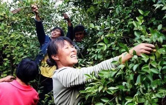邵阳农村的油茶籽，香飘全国备受青睐