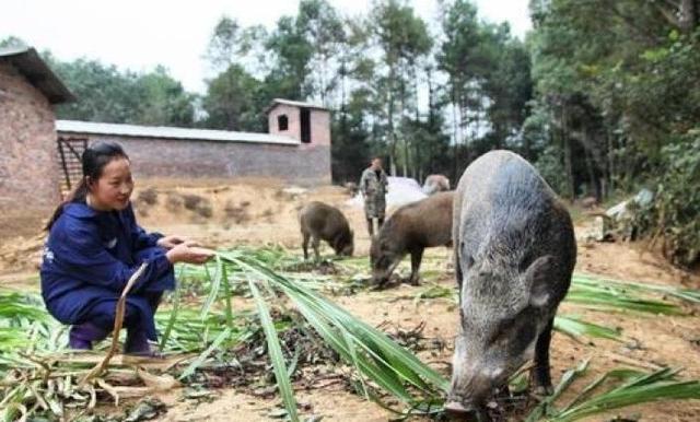 新邵县出了个“养猪王”，承包100余亩山林后喂养300多头野猪