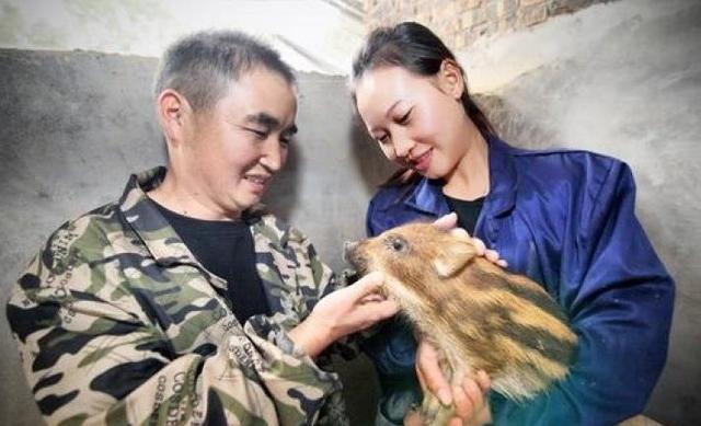 新邵县出了个“养猪王”，承包100余亩山林后喂养300多头野猪