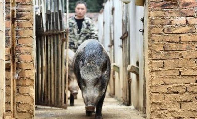 新邵县出了个“养猪王”，承包100余亩山林后喂养300多头野猪