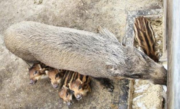 新邵县出了个“养猪王”，承包100余亩山林后喂养300多头野猪