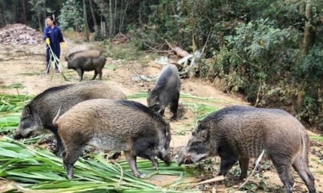 新邵县出了个“养猪王”，承包100余亩山林后喂养300多头野猪