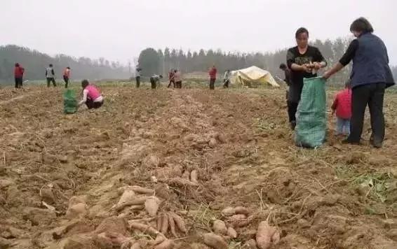 邵阳人爱吃的红薯干制作全过程！你有多久没见过了？