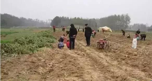 邵阳人爱吃的红薯干制作全过程！你有多久没见过了？