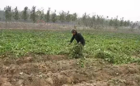 邵阳人爱吃的红薯干制作全过程！你有多久没见过了？