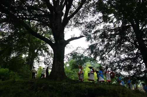 隆回虎形山花瑶古寨，神秘的夫妻树