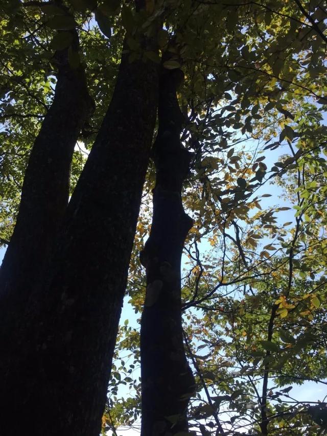 隆回虎形山花瑶古寨，神秘的夫妻树