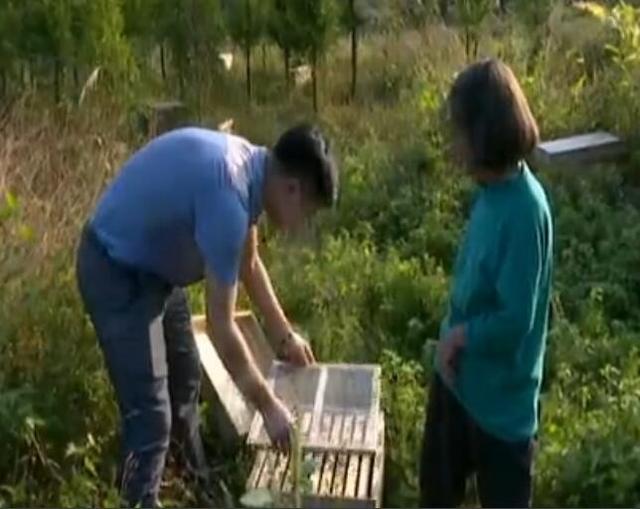 邵阳90后大学生创业两年收入过百万，全靠养殖虎头蜂