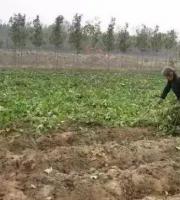邵阳人爱吃的红薯干制作全过程！
