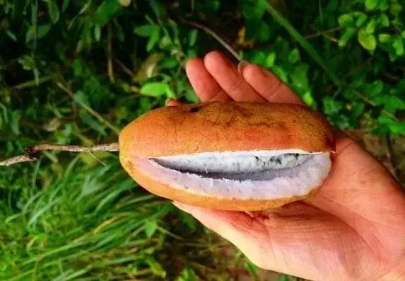 邵阳县河伯岭的大山里竟然藏着绝世美食——黄蜡壳