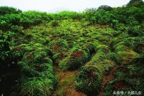 神奇的城步风情，还有隐藏在中国南方的最美草原！