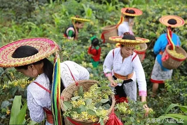 他们拜树为父，他们是你所未见过的古瑶族