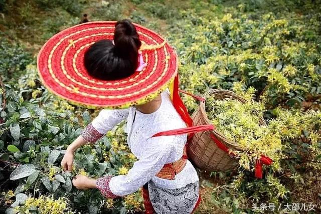他们拜树为父，他们是你所未见过的古瑶族
