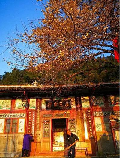隆回：千年银杏树永结连理枝