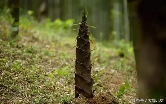 邵阳农村又有一样美味要上市了！很多人都还不知道！