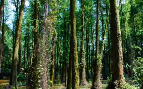 绥宁人在海拔1400多米的山上挖药材那些事
