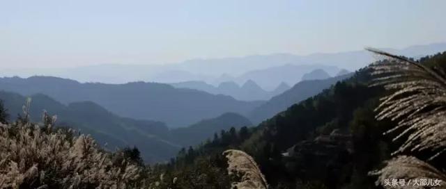 城步最美银杏群落，满山尽带黄金甲！
