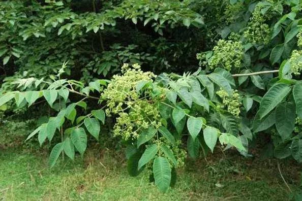 遍插茱萸少一人，茱萸到底是什么
