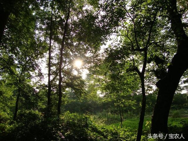 美丽的风景洄龙洲！