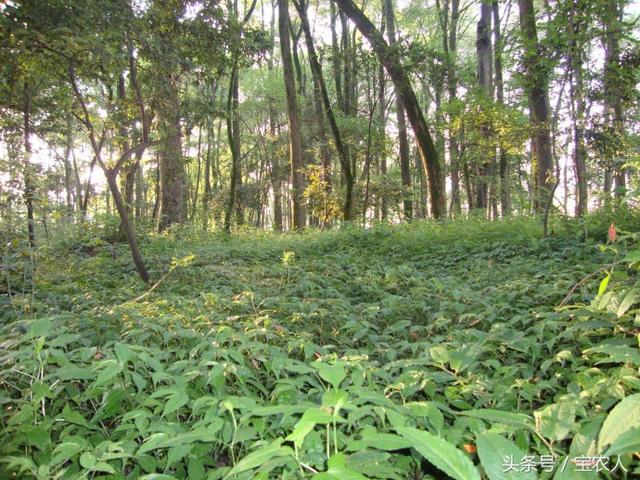 美丽的风景洄龙洲！