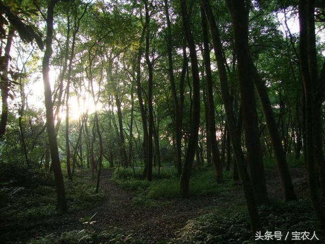 美丽的风景洄龙洲！