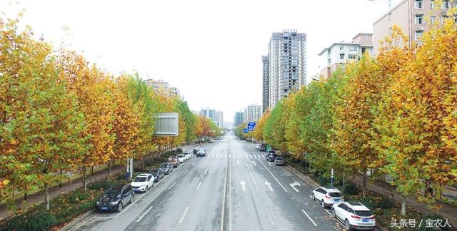 初冬邵阳城区街道美景：叶黄风摇遍地金