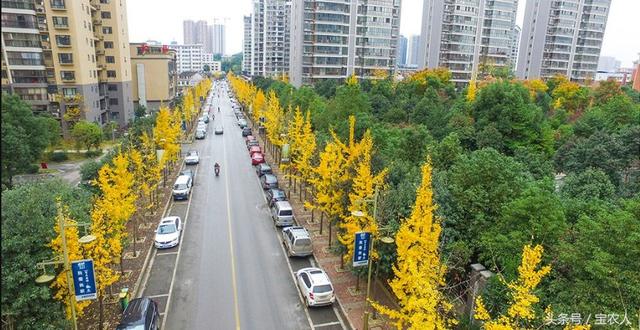 初冬邵阳城区街道美景：叶黄风摇遍地金