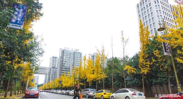 初冬邵阳城区街道美景：叶黄风摇遍地金