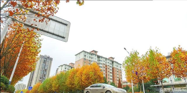 初冬邵阳城区街道美景：叶黄风摇遍地金